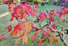 Herbstsause 2026